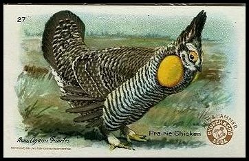 27 Prairie Chicken
